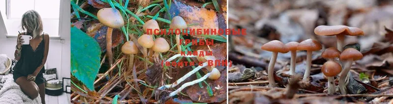 наркотики  Нарткала  Галлюциногенные грибы Cubensis 